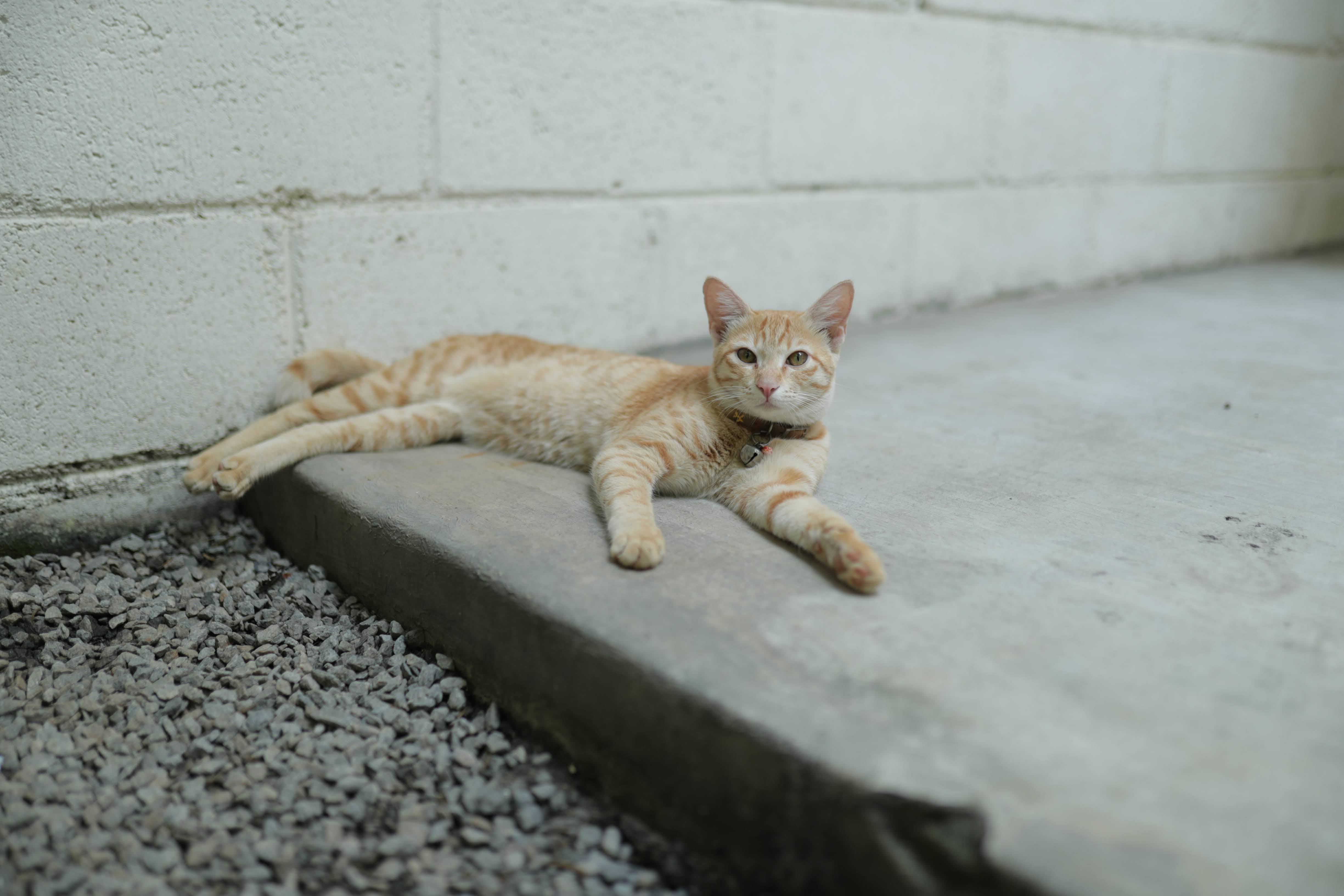 A ginger cat at the cafe